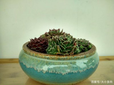 多肉不服盆该咋办 多肉不适合盆栽怎么处理