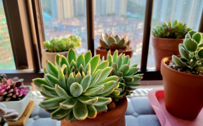 多肉夏天晚上吹空调可以吗 多肉植物夏晚开空调可行吗？