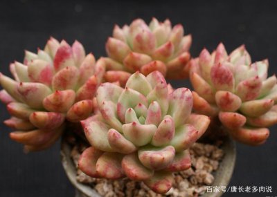 多肉夏天多少度需要遮阳 多肉植物夏季温度需遮阳多少