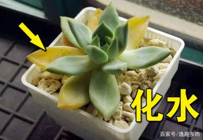 怎么判断多肉是否化水 如何确认多肉是否浇水？