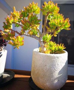 夏天把多肉放在树荫下养可以吗 多肉植物夏天放在树荫下适合养吗？