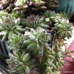 露养的多肉夏天能淋雨嘛