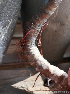 多肉气根能变成根吗 多肉植物的气根是否可以转变为根？