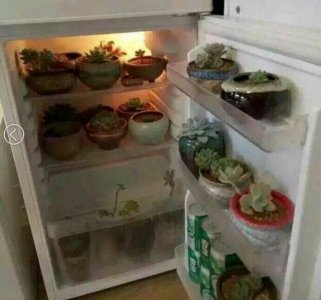 多肉夏天放冰箱可以吗 多肉植物夏季是否适合冷藏保存？