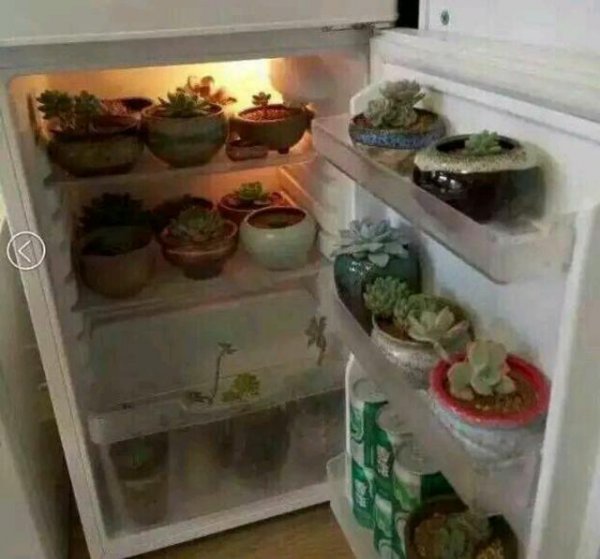 多肉夏天放冰箱可以吗
