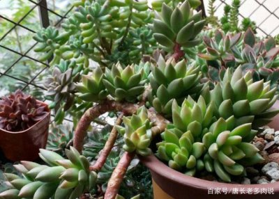 多肉怎样养长得快 多肉如何快速生长