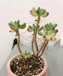 夏天闷热多肉怎么办 夏季多肉植物如何应对闷热环境