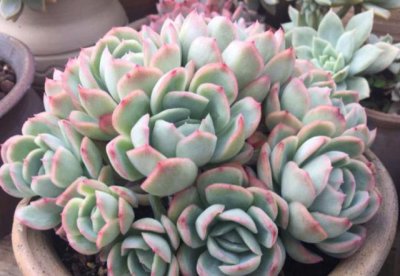夏天多肉旁边放冰块可以吗 夏天可以在多肉植物旁边放冰块吗？