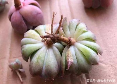 多肉泡生根粉后还需要晾根吗 多肉泡生根粉后是否需要晾根？