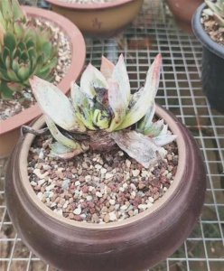 多肉植物叶子黑腐怎么办 多肉植物叶片发黑怎么处理？