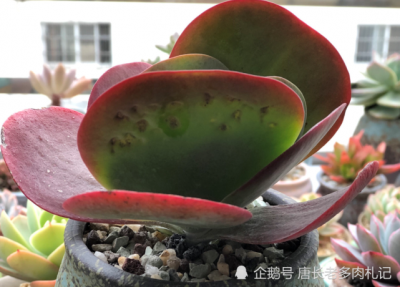 多肉唐印叶片朝下怎么回事 多肉植物为什么叶片朝下？