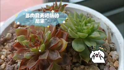 多肉为什么难过夏天 多肉为何在夏天感到烦躁？