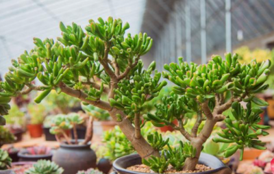 夏天多肉放在哪里好 夏季多肉植物最适合放在哪里？