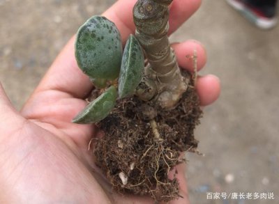 买的多肉没根怎么办 多肉无根购买如何处理？