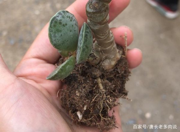 买的多肉没根怎么办