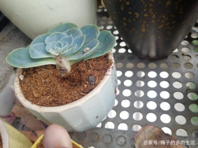 玉蝶多肉的叶子掉光了怎么办 玉蝶多肉叶子全部脱落应对方法