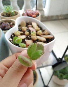 熊童子多肉掉下来的叶子能插活吗 熊童子多肉落叶能否扦插存活？