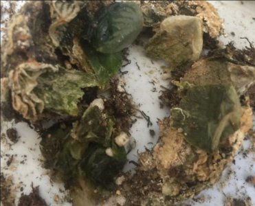 玉露多肉根部腐烂怎么办 玉露多肉根部腐烂处理方法