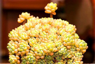 香味最浓的多肉有哪些 哪些多肉植物香气浓郁？