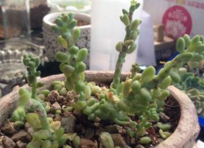 玉缀多肉不服盆怎么办 多肉植物如何在不适合的盆中生长