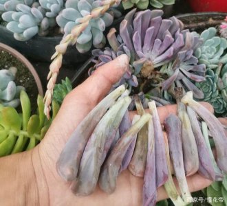 法师多肉黑腐怎么处理 法师多肉黑腐应该怎么处理？