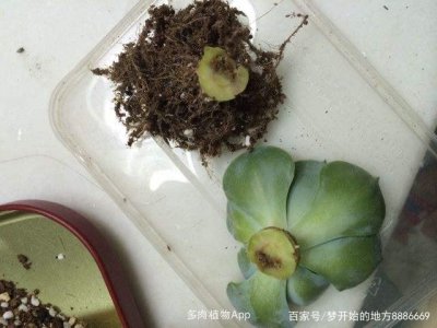 砍下来的多肉怎么处理 多肉剪下怎么处理