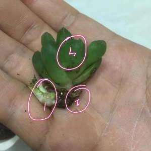玉露多肉一直不生根怎么办 玉露多肉为何难以生根？