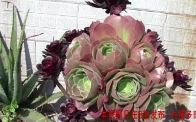 多肉休眠需要光照吗 多肉休眠是否需要光线？