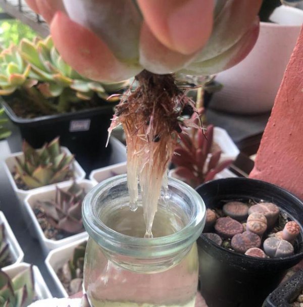 烂根的多肉怎么重新养