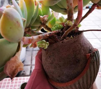 多肉不换盆可以吗 多肉可以不换盆吗？