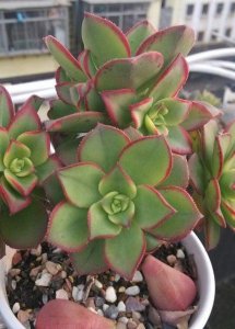 艳日辉多肉换盆注意事项有哪些 多肉植物换盆的注意事项