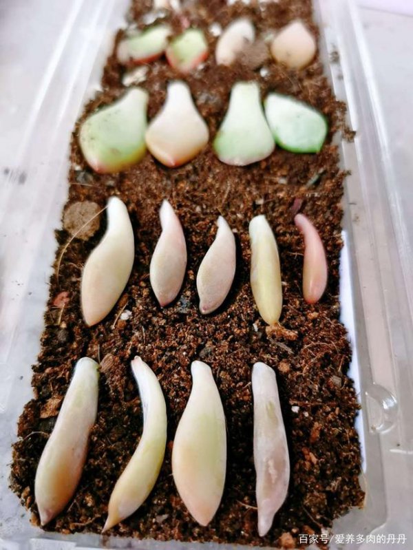 多肉叶插迅速发芽法是什么