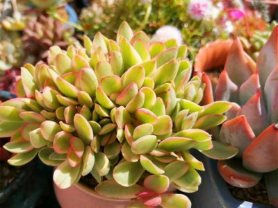 多肉植物什么季节适合种植 多肉植物适合在哪个季节种植？
