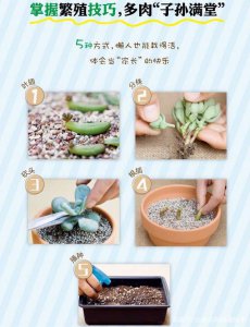 多肉植物怎么换盆 多肉植物如何进行盆栽更换