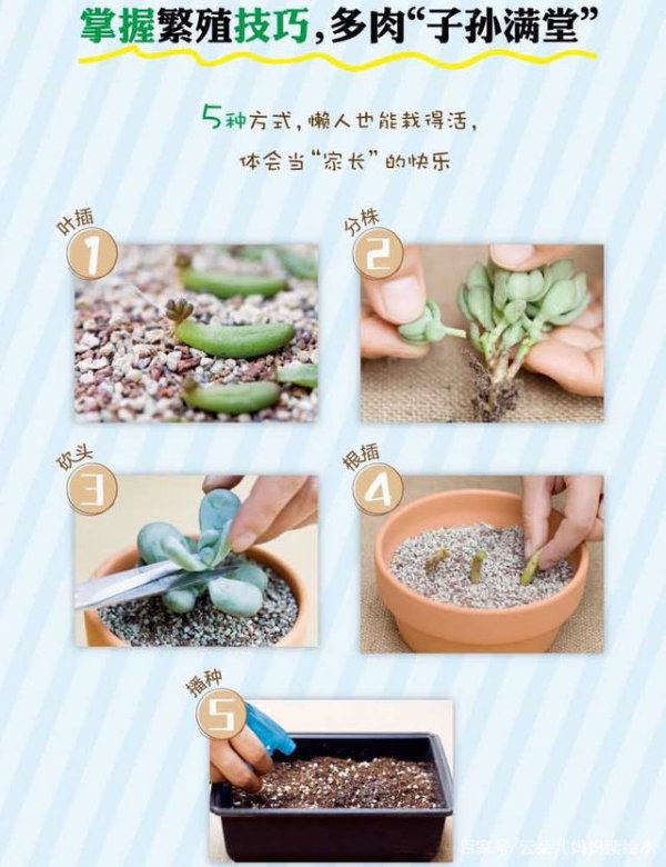 多肉植物怎么换盆