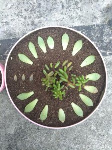 多肉植物怎么能发芽最快 多肉植物如何最快速地繁殖？