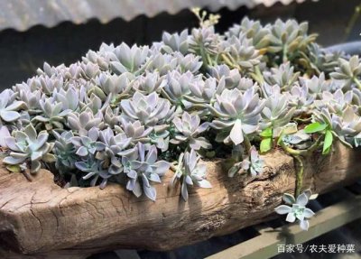 多肉植物胧月的养殖技巧整理 多肉植物胧月的种植技巧总结