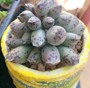 可爱像动物的多肉植物推荐 可爱像动物的多肉植物推介