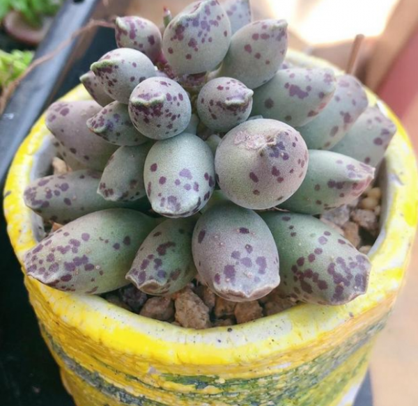 可爱像动物的多肉植物推荐