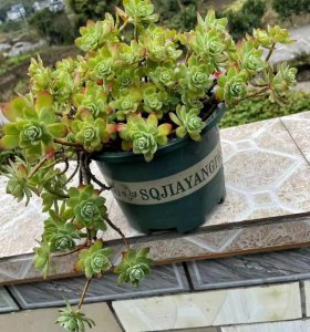 多肉薄化妆好养吗 多肉植物适合化妆吗？