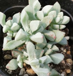 多肉碧玉莲好养吗 养多肉碧玉莲容易吗？