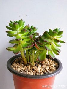 多肉蒂亚徒长了怎么办 多肉蒂亚徒长修剪方法
