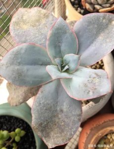 多肉叶子长出厚粉霜好不好 多肉植物叶片覆盖浓密粉末效果好吗？