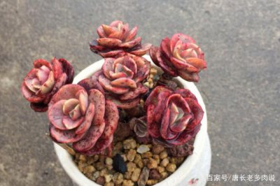 秀妍多肉徒长了怎么办 秀妍多肉过长处理方法