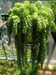 夏天多肉玉缀怎么养 夏季多肉植物的养护技巧