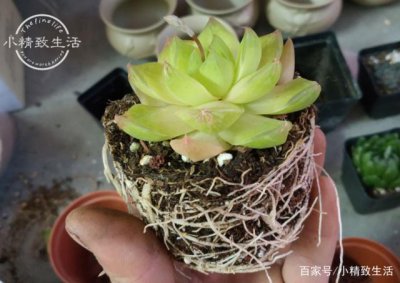 多肉过度生长的原因是什么 多肉植物生长过度的原因是什么？