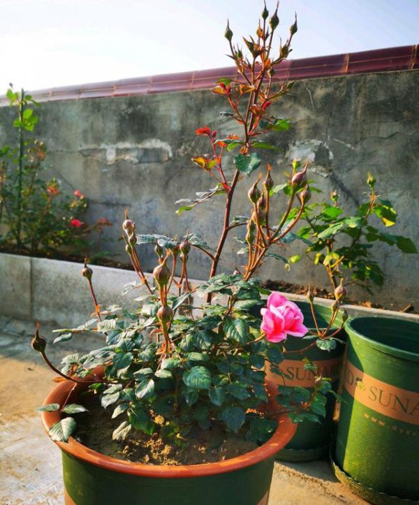 花生壳如何养护月季爆盆