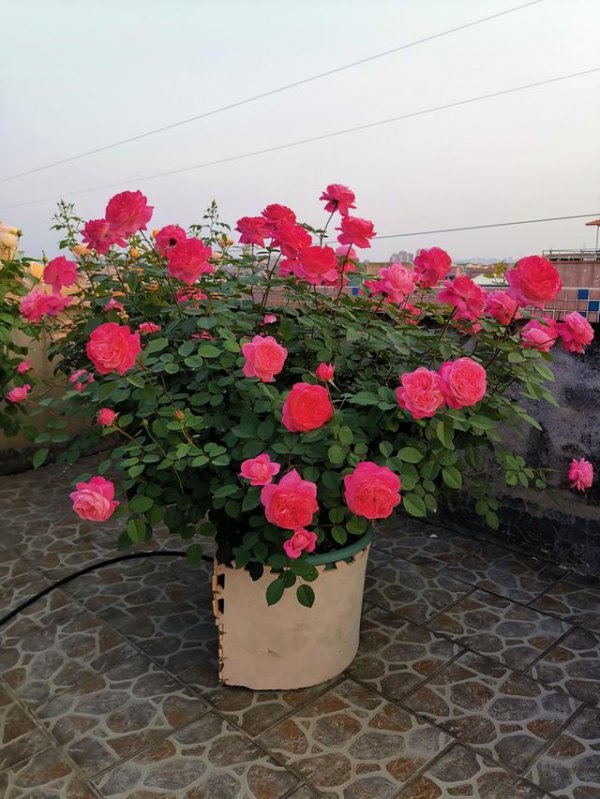 秋季怎么养月季月月开花