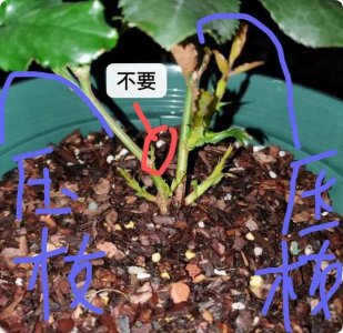 月季新芽太多怎么办 如何应对月季芽生过多情况？
