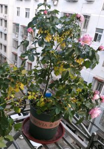 月季萎蔫不开花需要怎么办 月季花为何不开花怎么办？